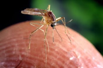 Infecția cu virusul West Nile în România - Situația actuală