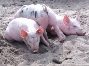 Actualizarea situaţiei privind evoluţia Pestei Porcine Africane