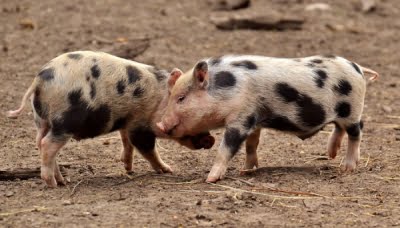 Pesta Porcină Africană confirmată în două gospodării din județul Buzău