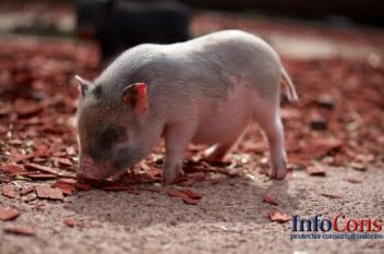Pesta Porcină Africană confirmată la porcii dintr-o gospodărie din localitatea Ieud, județul Maramureș