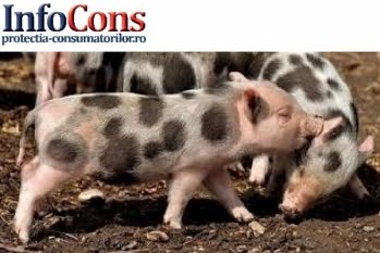 Actualizarea situației evoluției Pestei Porcine Africane 