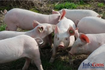 Actualizarea situației privind evoluția Pestei Porcine Africane