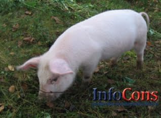  Pestă porcină africană a fost confirmată într-o gospodărie din județul Covasna   