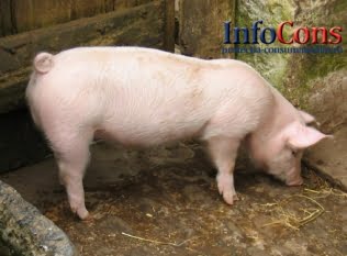 Actualizarea situației privind evoluția Pestei Porcine Africane   