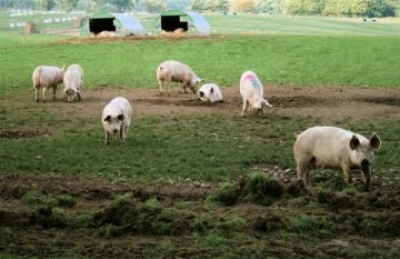 Pesta porcină africană a fost confirmată într-o gospodărie din județul Bacău