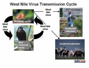 Care sunt simptomele bolii West Nile?