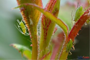Sănătatea plantelor: prioritizarea luptei împotriva a 20 de dăunători de plante de carantină pe teritoriul UE