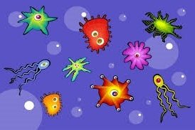 Cum se dezvoltă bacteriile?