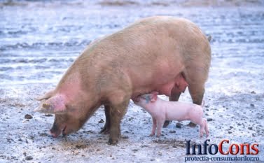Misiune de audit din partea Organizației Mondiale pentru Sănatate Animală privind pesta porcină clasică