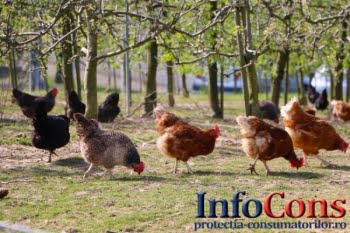 Controale A.N.S.V.S.A. privind carnea de pasăre și ouăle provenite din import și comerț intracomunitar