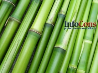 Produsele din bambus - substante chimice nedorite