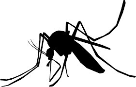 Recomandări  pentru evitarea imbolnăvirilor prin boli transmise de ţânţari
