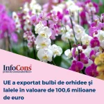 InfoCons Protectia Consumatorilor Protectia Consumatorului Flori Orhidee Export