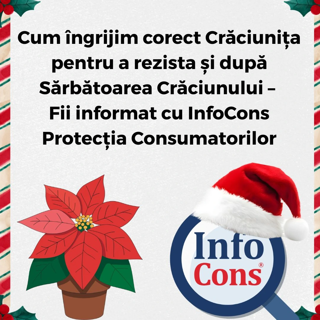 Cum &icirc;ngrijim corect Crăciunița pentru a rezista și după Sărbătoarea Crăciunului &ndash; Fii informat cu InfoCons Protecția Consumatorilor