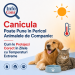 Canicula Poate Pune în Pericol Animalele de Companie : Cum le Protejezi Corect în Zilele cu Temperaturi Extreme